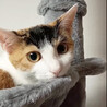 みつびし♀一人で頑張った三毛猫4ヵ月半 サムネイル2