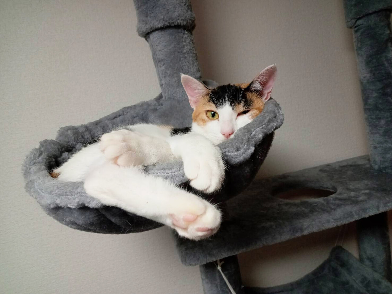 みつびし♀一人で頑張った三毛猫4ヵ月半 サムネイル3