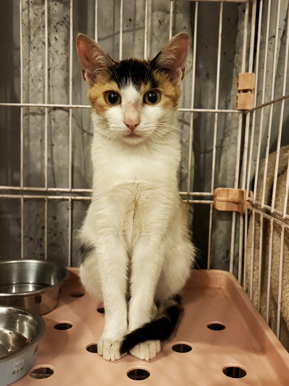 みつびし♀一人で頑張った三毛猫4ヵ月半 サムネイル4