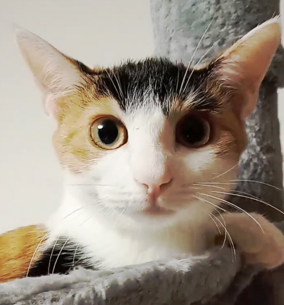 みつびし♀一人で頑張った三毛猫4ヵ月半 サムネイル5