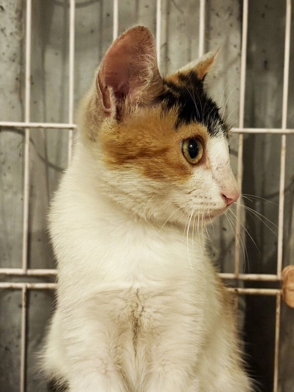 みつびし♀一人で頑張った三毛猫4ヵ月半 サムネイル6