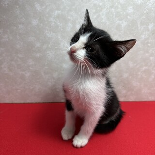 ハチワレ兄弟初参加！食べるの、遊ぶの大好き❤空豆