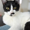 ちっぴ♂アピールが下手な白黒猫7ヵ月 サムネイル2