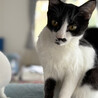ちっぴ♂アピールが下手な白黒猫7ヵ月 サムネイル3