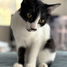 ちっぴ♂アピールが下手な白黒猫7ヵ月 サムネイル4