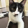 ちっぴ♂アピールが下手な白黒猫7ヵ月 サムネイル5