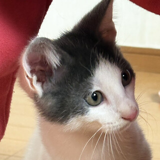 チャン♂三兄弟の食いしん坊3ヵ月※初