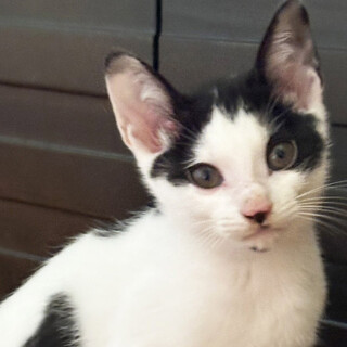 リン♂三兄弟の気まぐれ屋3ヵ月※初