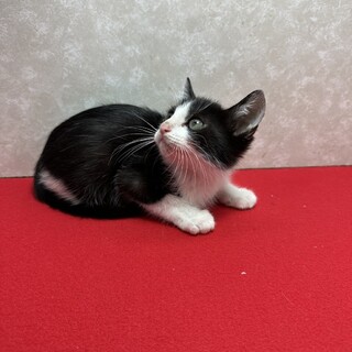 ハチワレ兄弟初参加！甘えん坊で人が大好き❤枝豆