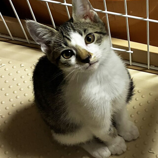 陸♂三兄弟のおっとりさん3ヵ月※初