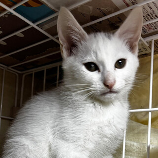 海♂三兄弟の爆食王3ヵ月※初