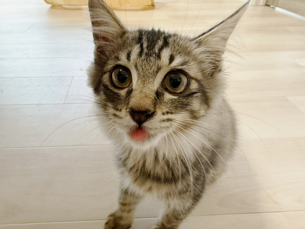 ねこ番長様】ウィッグオーダーページ ねこ番長様】ウィッグオーダー