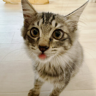 オレ様♂キジトラ長毛3ヵ月※初