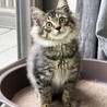 オレ様♂キジトラ長毛3ヵ月※初 サムネイル2