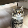 オレ様♂キジトラ長毛3ヵ月※初 サムネイル4