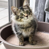オレ様♂キジトラ長毛3ヵ月※初 サムネイル6
