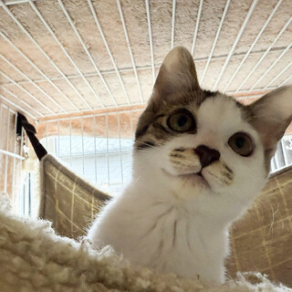 ボクちゃん♂キジシロ3ヵ月※初