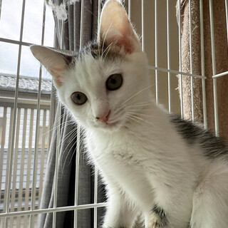 アニキ♂キジシロ3ヵ月※初