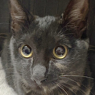 レイ♀かくれんぼの天才！黒サビ9ヵ月※初