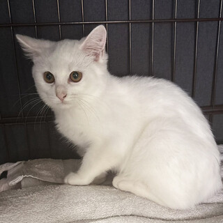 シア♀半長毛白猫3ヵ月※初