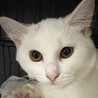 シア♀半長毛白猫3ヵ月※初 サムネイル2