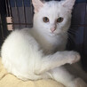 シア♀半長毛白猫3ヵ月※初 サムネイル3