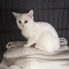 シア♀半長毛白猫3ヵ月※初 サムネイル4