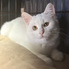 シア♀半長毛白猫3ヵ月※初 サムネイル5