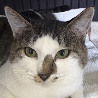 ラフ♂ふかふかの毛並3～5歳※初