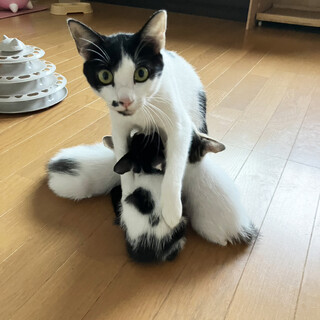 UA♀チャンリンシャンのママ1歳※初