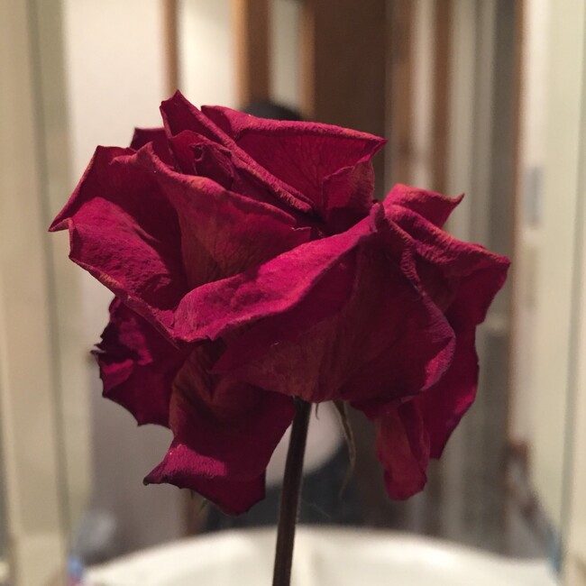 tsubaoのカバー写真