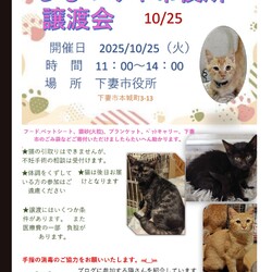 下妻市役所平日譲渡会