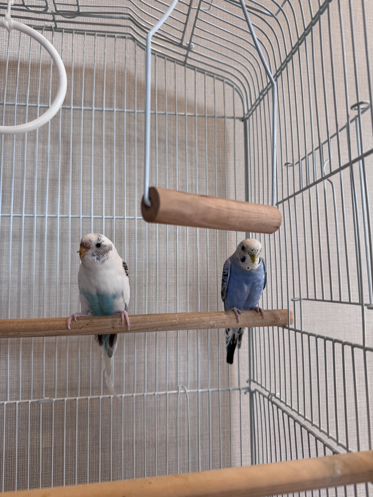 セキセイインコさん　2羽 セキセイインコ2羽」大阪府 - 鳥の里親募集(529977) :: ペットのおうち