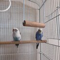 セキセイインコ2羽