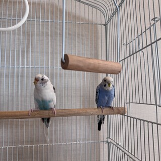 セキセイインコ × 大阪府が募集対象」鳥の里親募集情報 :: ペットの