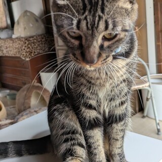 アメショ柄のリョウ君