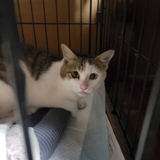 ✳️人が好きなチャオくん