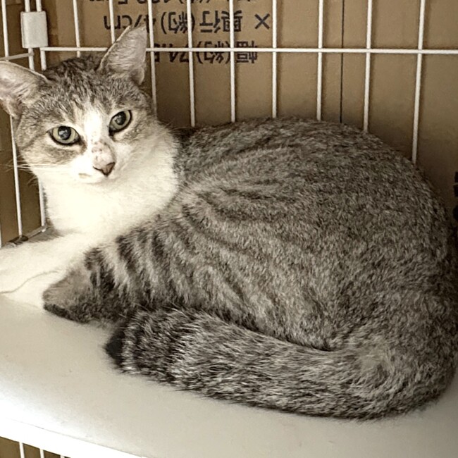 Alicia-Ryuのカバー写真