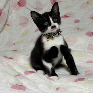 穏やかな兄妹たち・玲緒（れお）くん