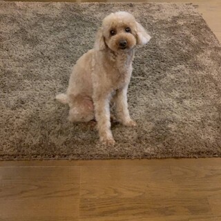 【急募】元気いっぱい、人懐こい女の子です