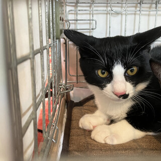 仁くん♂片ヒゲ白黒猫約6ヵ月