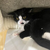 仁くん♂片ヒゲ白黒猫約6ヵ月 サムネイル3