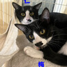 仁くん♂片ヒゲ白黒猫約6ヵ月 サムネイル6