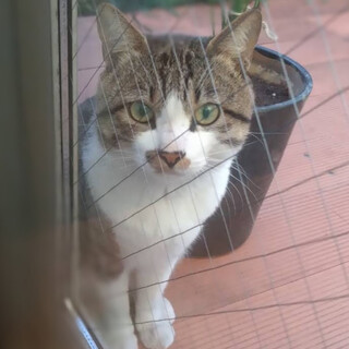 全然帰らない猫3代目ぽんちゃん(仮)