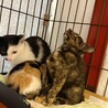 やまめ♀三兄妹お姉さん三毛猫4ヵ月半 サムネイル4