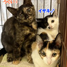 やまめ♀三兄妹お姉さん三毛猫4ヵ月半 サムネイル6