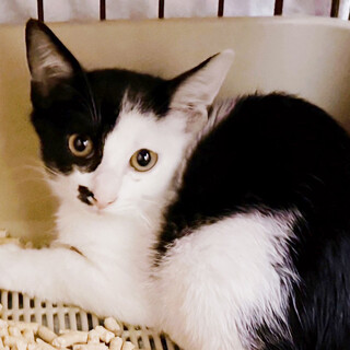 イサキ♂兄妹唯一の黒一点4ヵ月