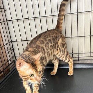 ベンガル 男の子 4歳