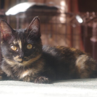 子猫の里親募集。