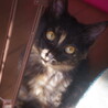 子猫の里親募集。 サムネイル3
